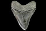 Serrated, Fossil Megalodon Tooth - Georgia #110925-2